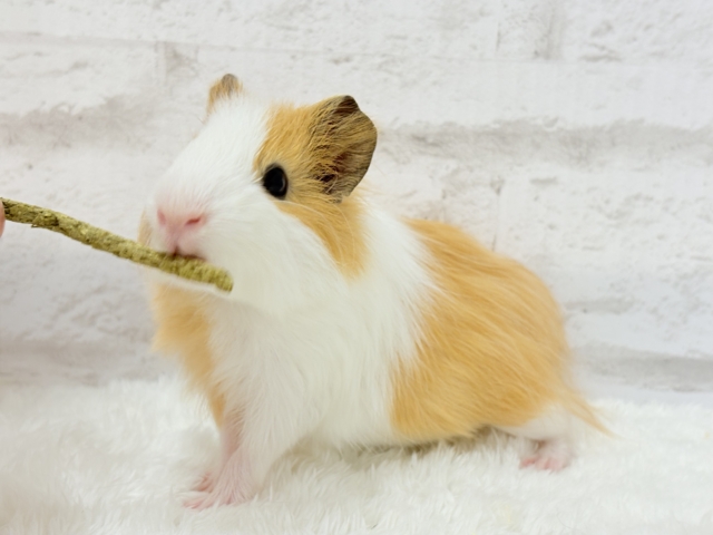 シェルティモルモット