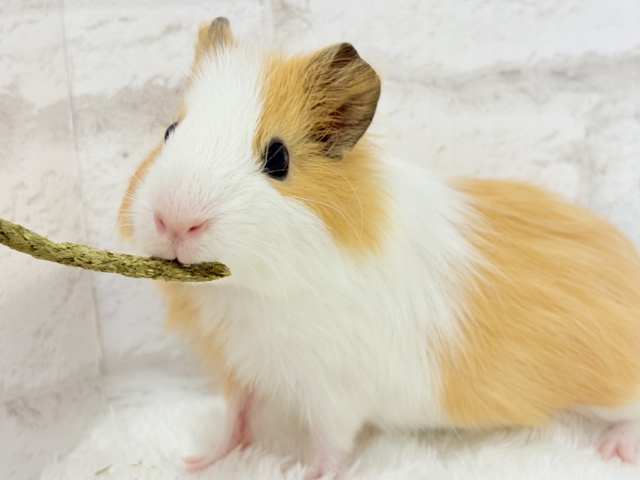 シェルティモルモット