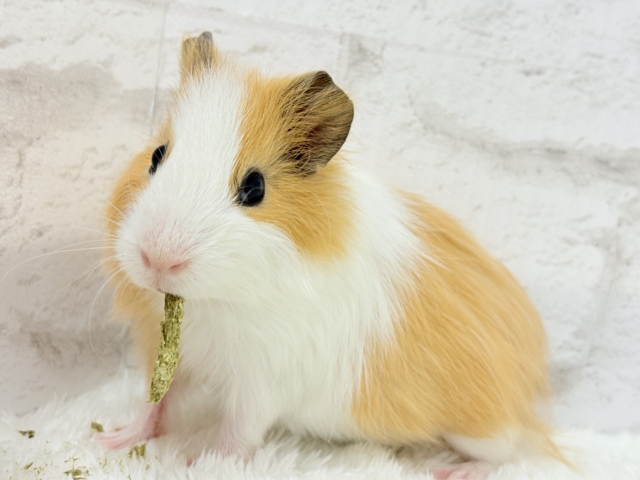 シェルティモルモット