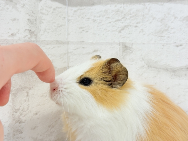 シェルティモルモット