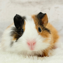 左右の違いを楽しんで~♩♩イングリッシュモルモット 女の子