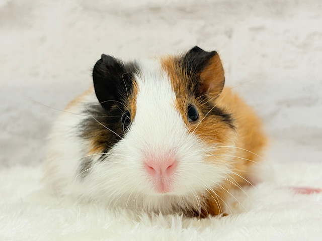 左右の違いを楽しんで~♩♩イングリッシュモルモット 女の子