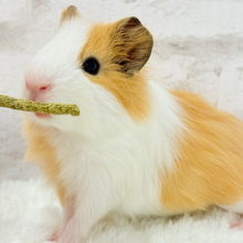 僕の可愛さにみんなイチコロ🐹🌿💘シェルティモルモット 男の子