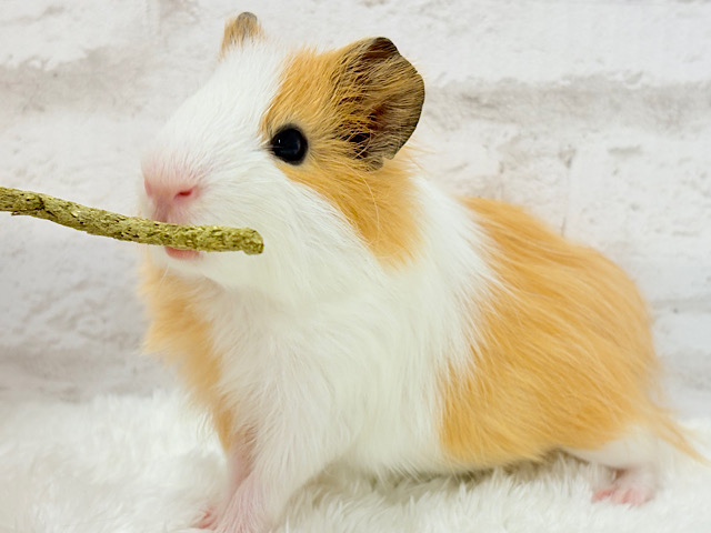 僕の可愛さにみんなイチコロ🐹🌿💘シェルティモルモット 男の子