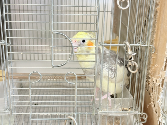 オカメインコ