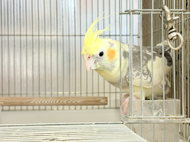 オカメインコ