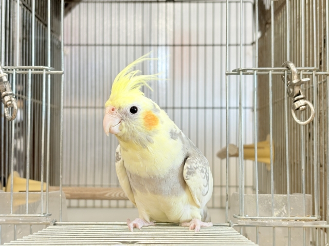 オカメインコ