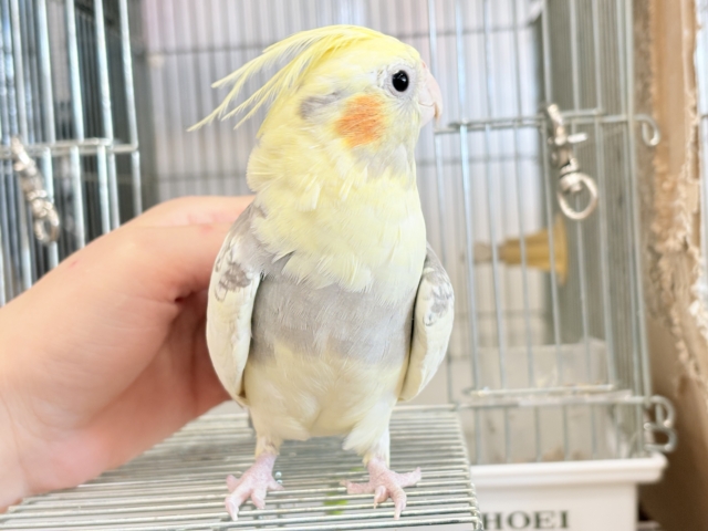 オカメインコ