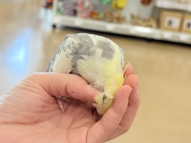 オカメインコ