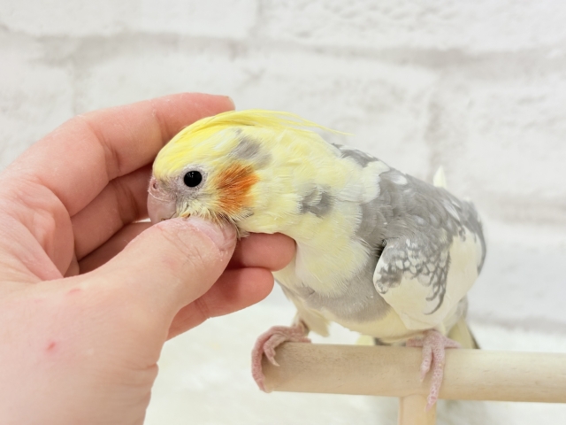 オカメインコ