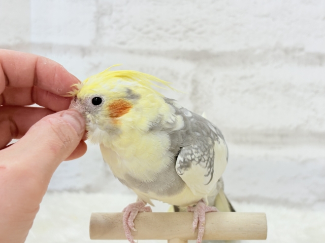 オカメインコ