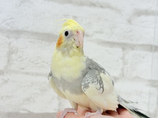 オカメインコ