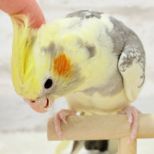 なでなでされると溶けちゃいます♡オカメインコ(パールパイド)