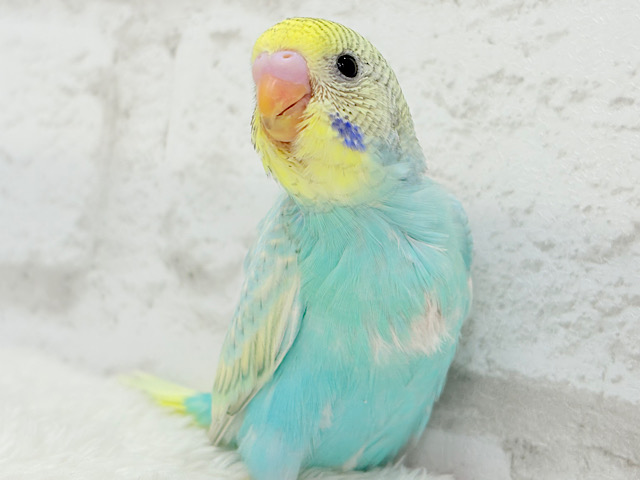 【最新画像更新🪄】フレッシュソーダ🐥🍭🫧セキセイインコ(パステルレインボースパングル) ヒナ