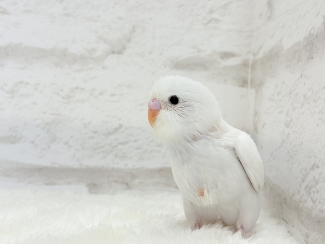 【最新画像更新🪄】にっこり笑顔が可愛すぎ♡♡セキセイインコ(ダブルファクター) ヒナ セキセイインコ