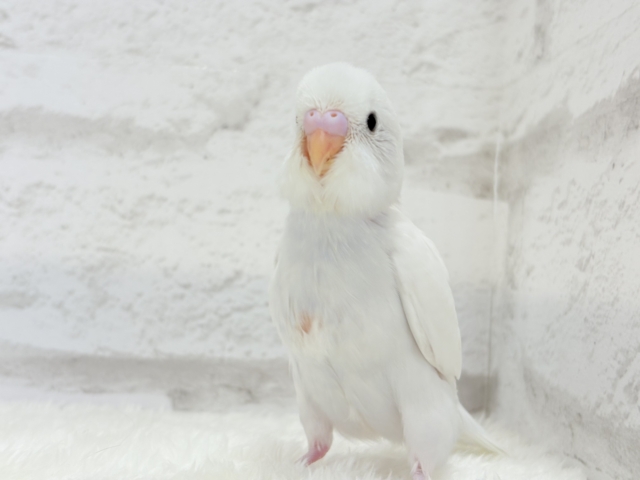 【最新画像更新🪄】にっこり笑顔が可愛すぎ♡♡セキセイインコ(ダブルファクター) ヒナ セキセイインコ