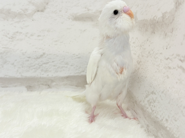 【最新画像更新🪄】にっこり笑顔が可愛すぎ♡♡セキセイインコ(ダブルファクター) ヒナ セキセイインコ