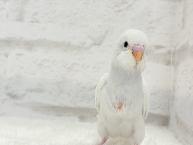 【最新画像更新🪄】にっこり笑顔が可愛すぎ♡♡セキセイインコ(ダブルファクター) ヒナ セキセイインコ