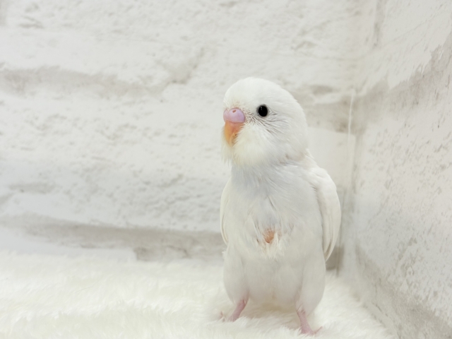 【最新画像更新🪄】にっこり笑顔が可愛すぎ♡♡セキセイインコ(ダブルファクター) ヒナ セキセイインコ