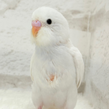 【最新画像更新🪄】にっこり笑顔が可愛すぎ♡♡セキセイインコ(ダブルファクター) ヒナ