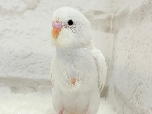 【最新画像更新🪄】にっこり笑顔が可愛すぎ♡♡セキセイインコ(ダブルファクター) ヒナ 【最新画像更新🪄】にっこり笑顔が可愛すぎ♡♡セキセイインコ(ダブルファクター) ヒナ
