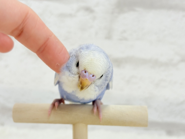 【最新画像更新🪄もうすぐひとり餌☆】にっこり笑顔に魅了されちゃう♡セキセイインコ(スパングル) ヒナ セキセイインコ