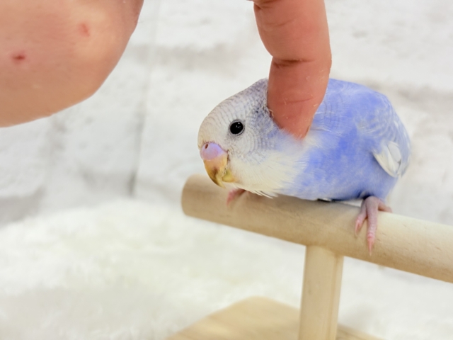 【最新画像更新🪄もうすぐひとり餌☆】にっこり笑顔に魅了されちゃう♡セキセイインコ(スパングル) ヒナ セキセイインコ