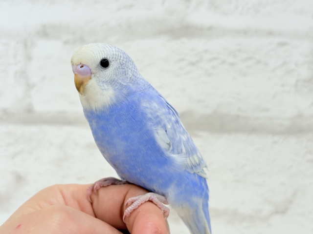 【最新画像更新🪄もうすぐひとり餌☆】にっこり笑顔に魅了されちゃう♡セキセイインコ(スパングル) ヒナ セキセイインコ