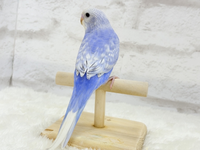 【最新画像更新🪄もうすぐひとり餌☆】にっこり笑顔に魅了されちゃう♡セキセイインコ(スパングル) ヒナ セキセイインコ