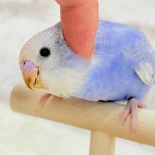 【最新画像更新🪄もうすぐひとり餌‪☆】にっこり笑顔に魅了されちゃう♡セキセイインコ(スパングル) ヒナ