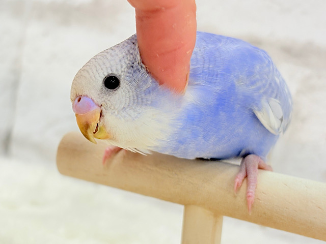 【最新画像更新🪄もうすぐひとり餌☆】にっこり笑顔に魅了されちゃう♡セキセイインコ(スパングル) ヒナ 【最新画像更新🪄もうすぐひとり餌☆】にっこり笑顔に魅了されちゃう♡セキセイインコ(スパングル) ヒナ