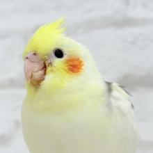 【最新画像更新🪄】まんまるくりくりキュートフェイス♡オカメインコ(パイド) ヒナ