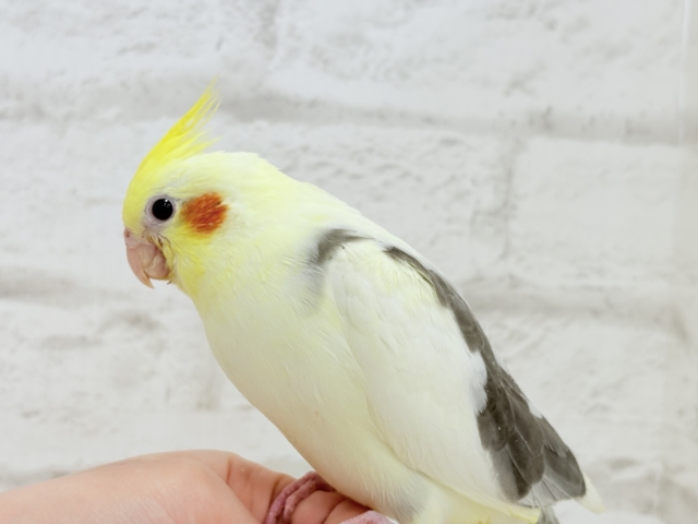 オカメインコ