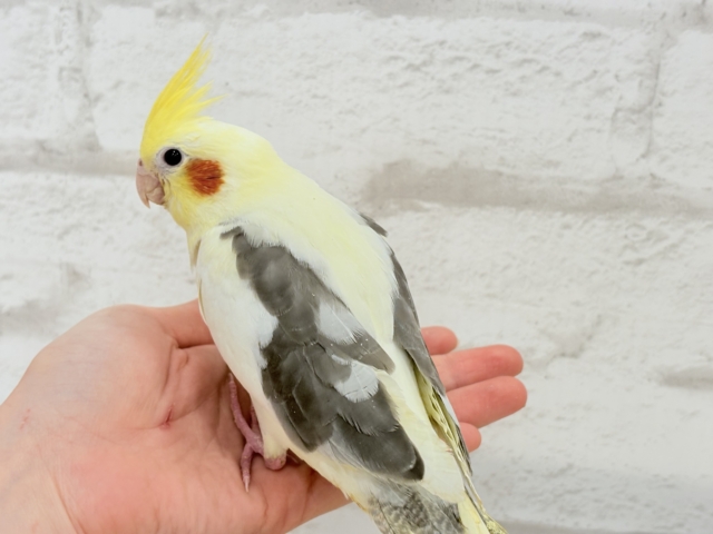 オカメインコ