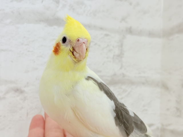オカメインコ