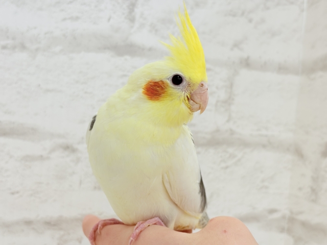 オカメインコ