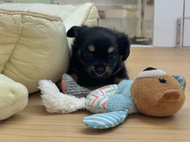 人への愛が止まりません!!チワックスちゃん! チワックス