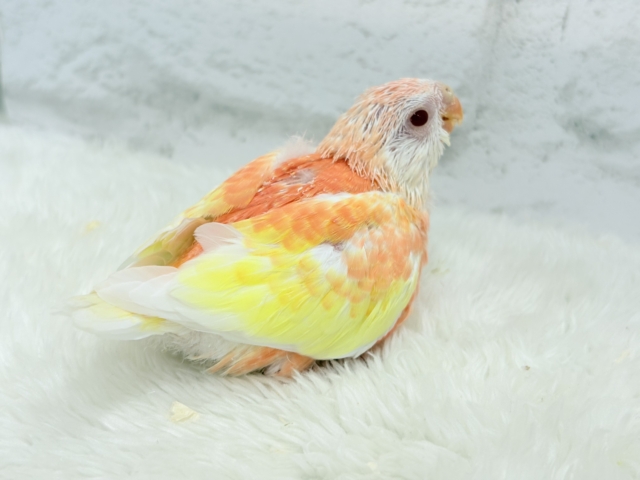 アキクサインコ（秋草インコ）