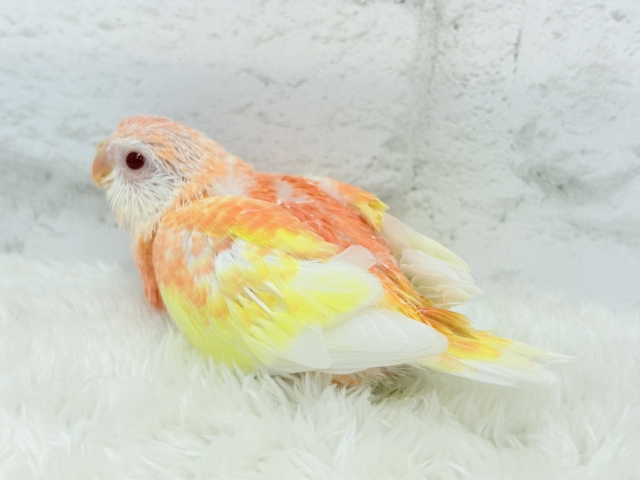 アキクサインコ（秋草インコ）