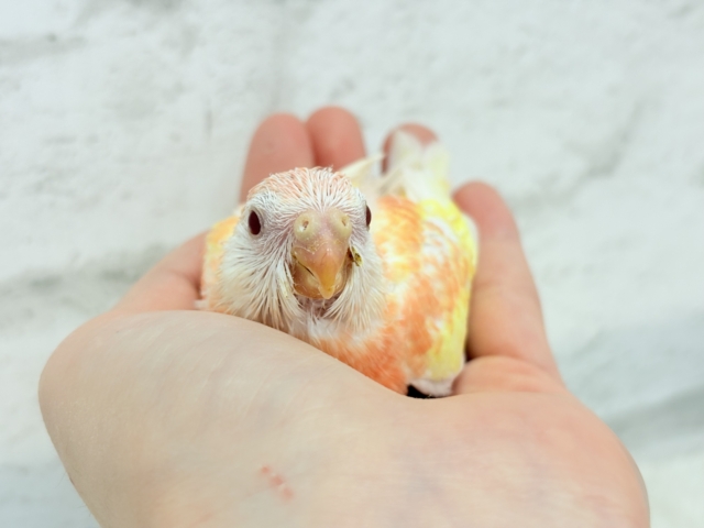 アキクサインコ（秋草インコ）
