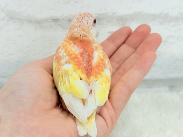 アキクサインコ（秋草インコ）