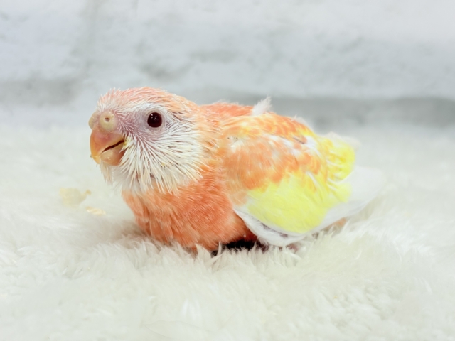 アキクサインコ（秋草インコ）
