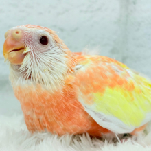 【最新画像更新🪄】桃、桃、桃色天使🐥🩷アキクサインコ(ルビノー) ヒナ
