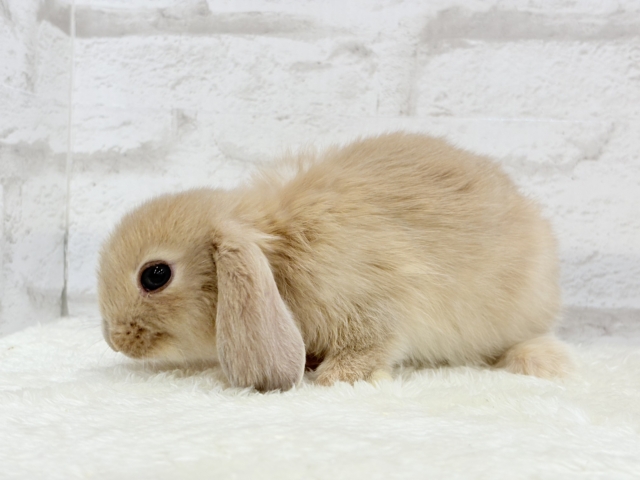 ロップイヤーラビット