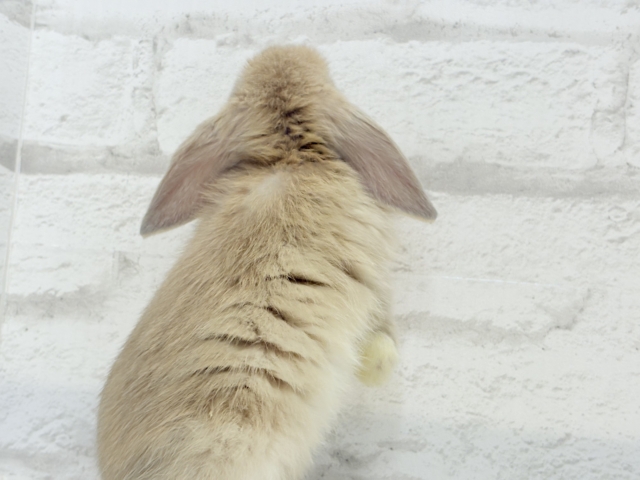 ロップイヤーラビット