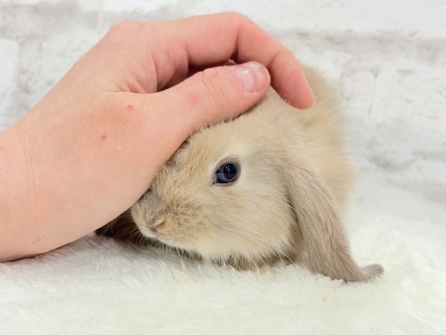 ロップイヤーラビット