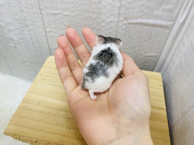 ロボロフスキーハムスター