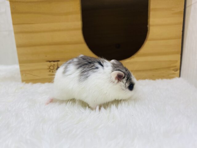 ロボロフスキーハムスター