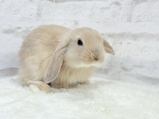 ロップイヤーラビット