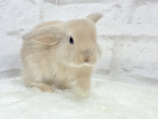 ロップイヤーラビット